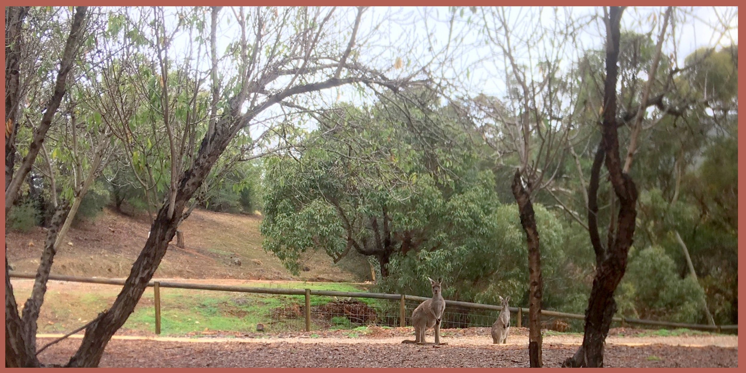 A friendly welcome from The Resident Kangaroos.