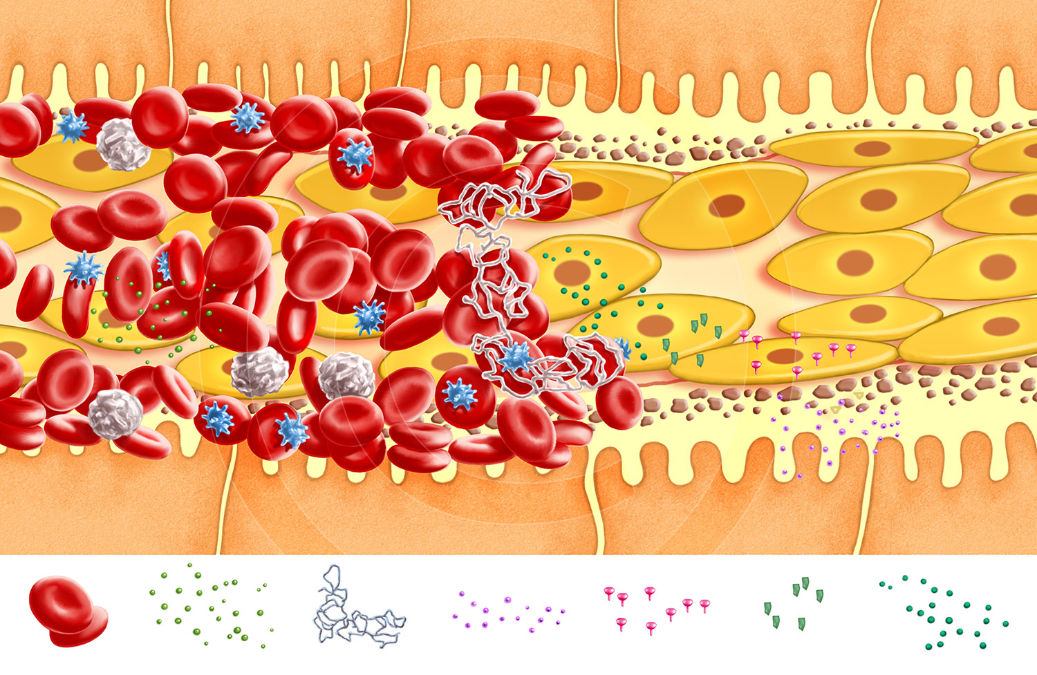 One of a series of medical illustrations.