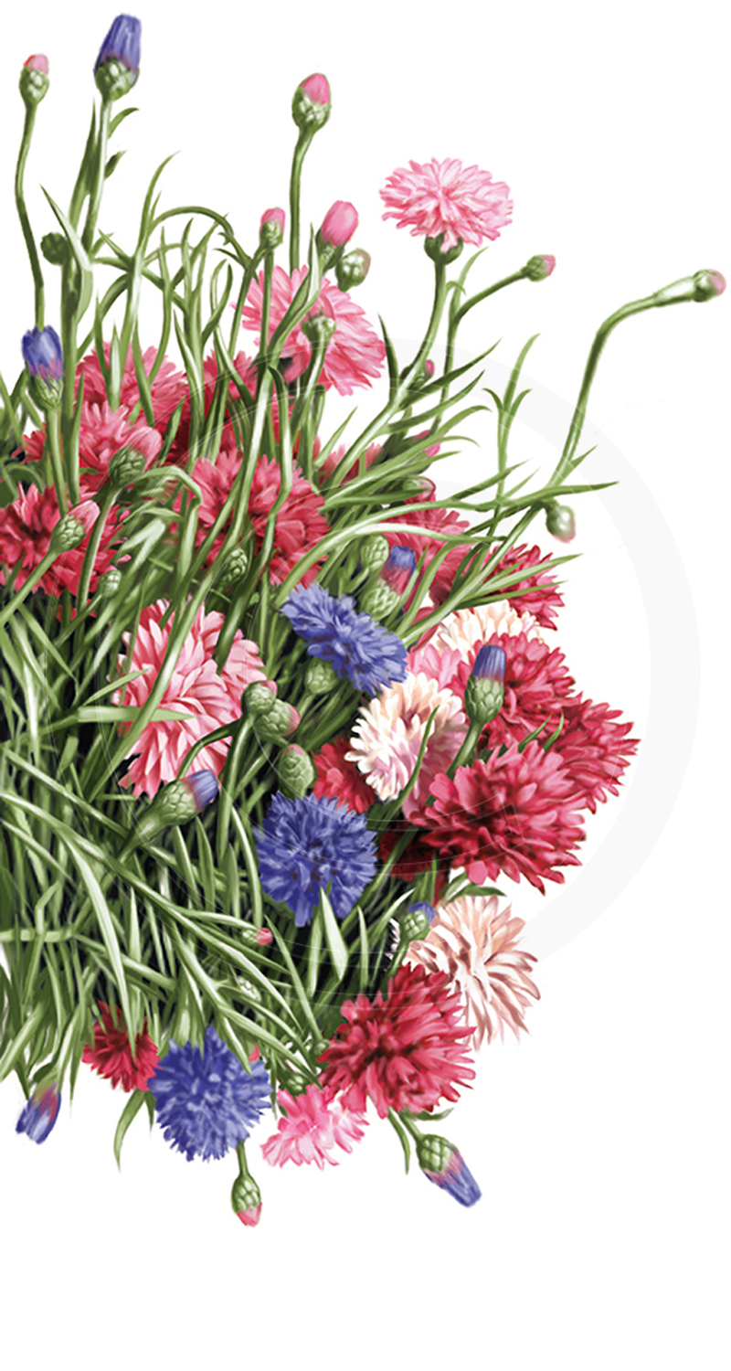 Country Garden : Packaging illustration.