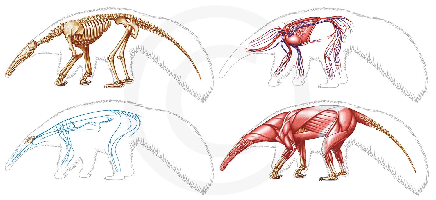 Giant Anteater : Anatomical book illustrations.