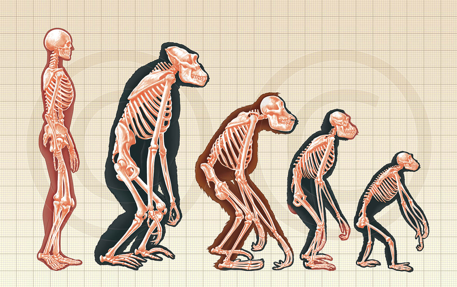 Book illustration comparing the skeletons of man, gorilla, orang utan, chimp and bonobo.