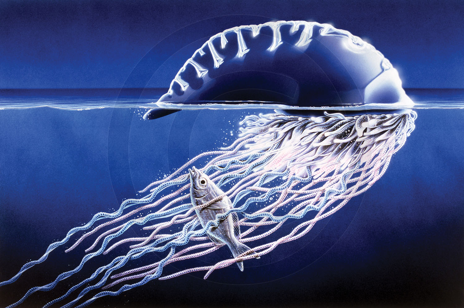 Portuguese Man O'War : partwork illustration.