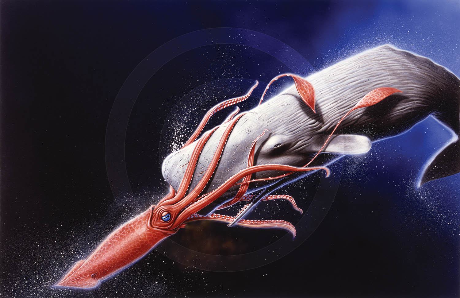 Sea Battle : Giant squid and sperm whale. Partwork illustration.