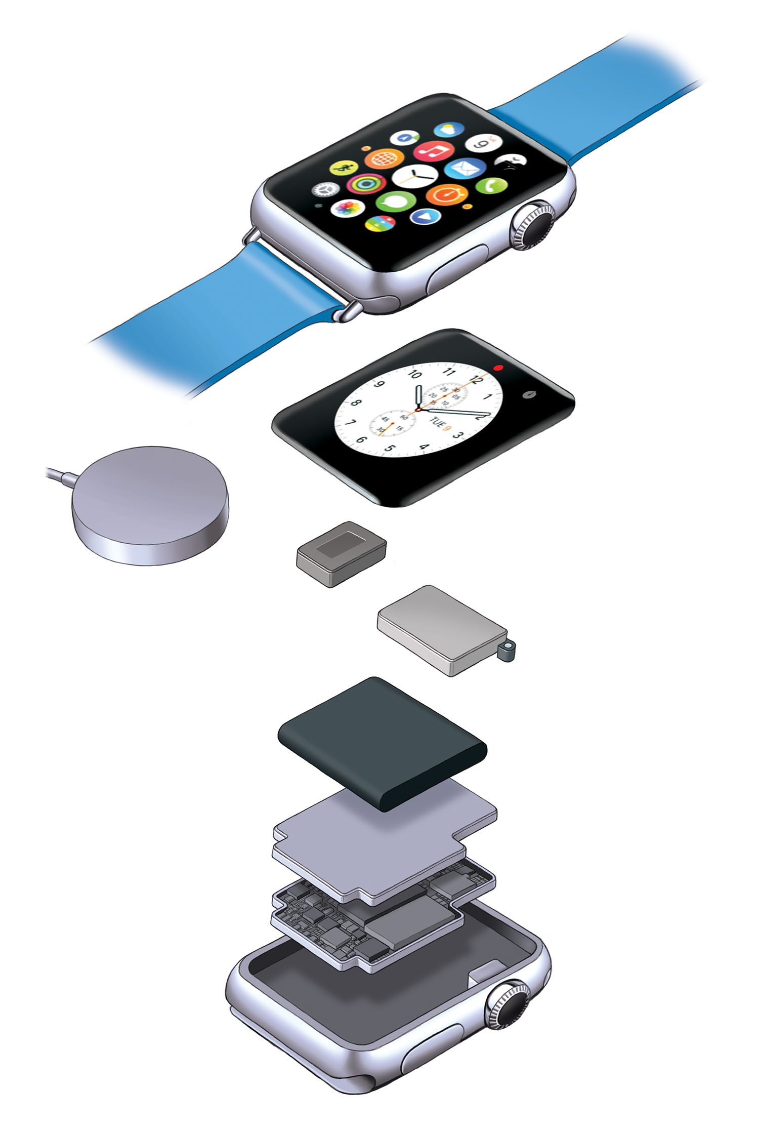 Magazine teardown illustration of an Apple Watch.