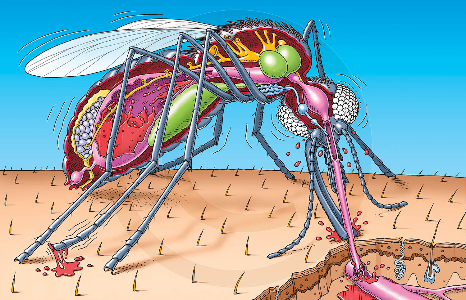 MOSQUITO : Cutaway illustration of a mosquito doing it's stuff! From 'Horrible Science' magazine.