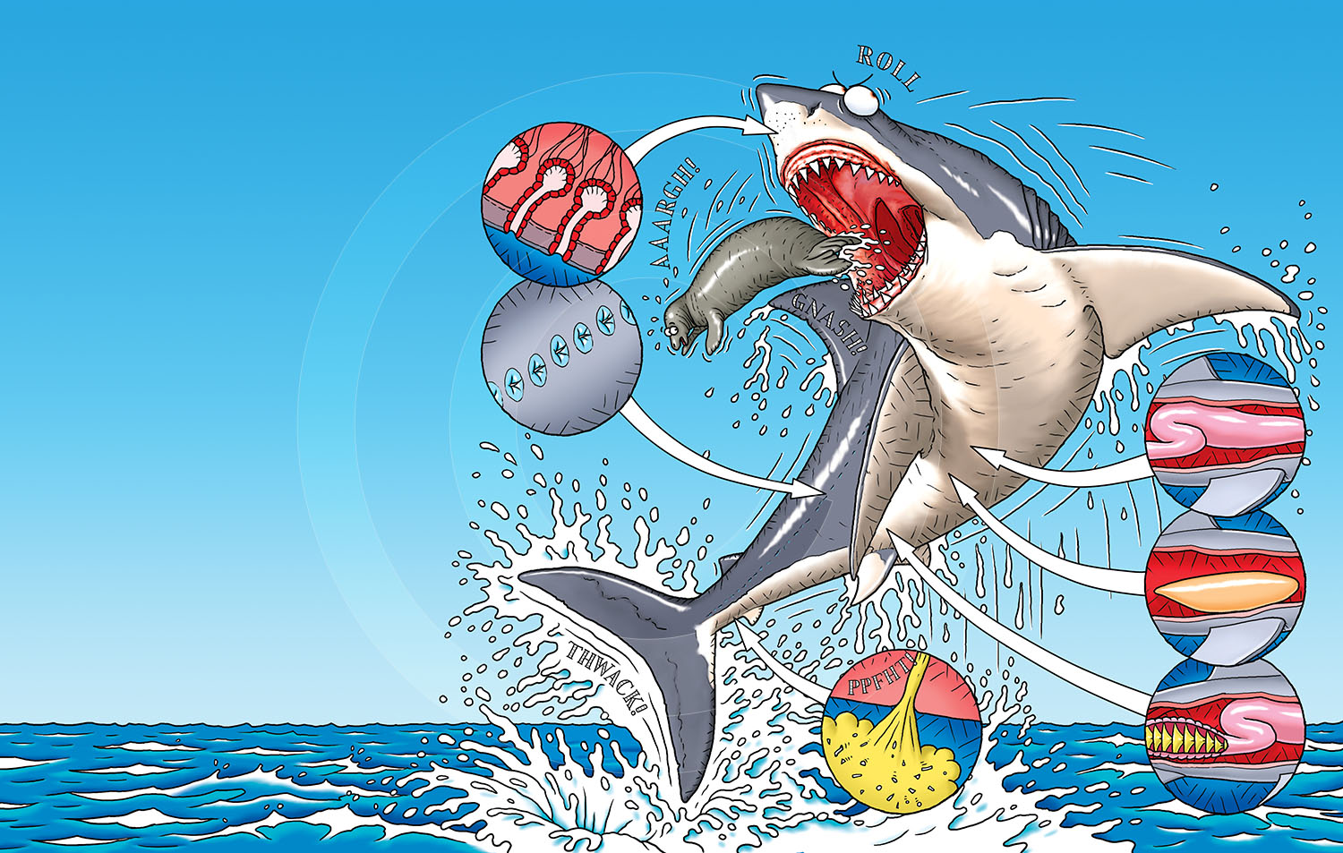 FREAKY FISH : A leaping shark about to have it's lunch. A 'Horrible Science' illustration.