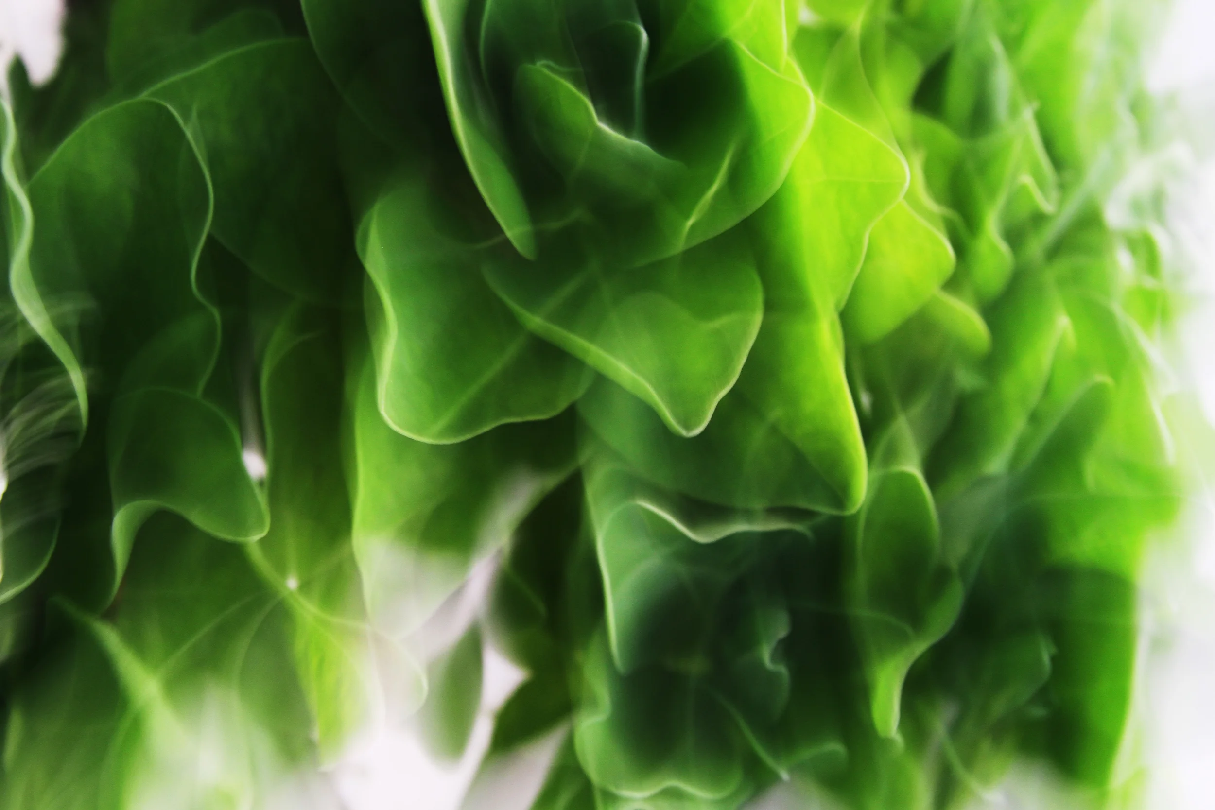 Abstract Green.jpg