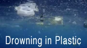 Drowning in Plastic100x180.jpg