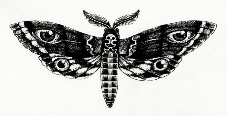 Papillon+nuit+illustration+amandine+delaunay.jpeg