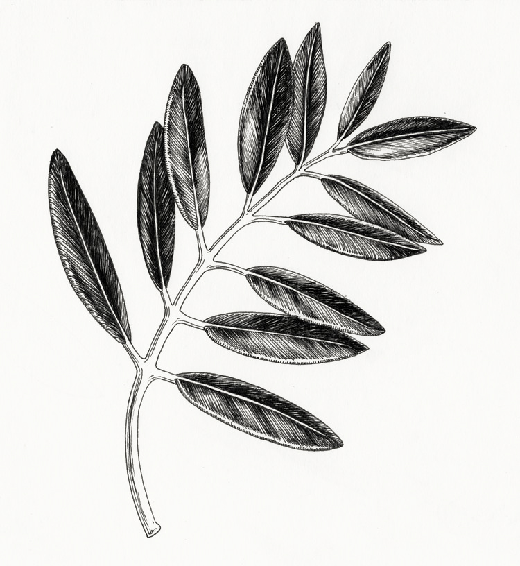 Feuille+illustration+amandine+delaunay.jpeg