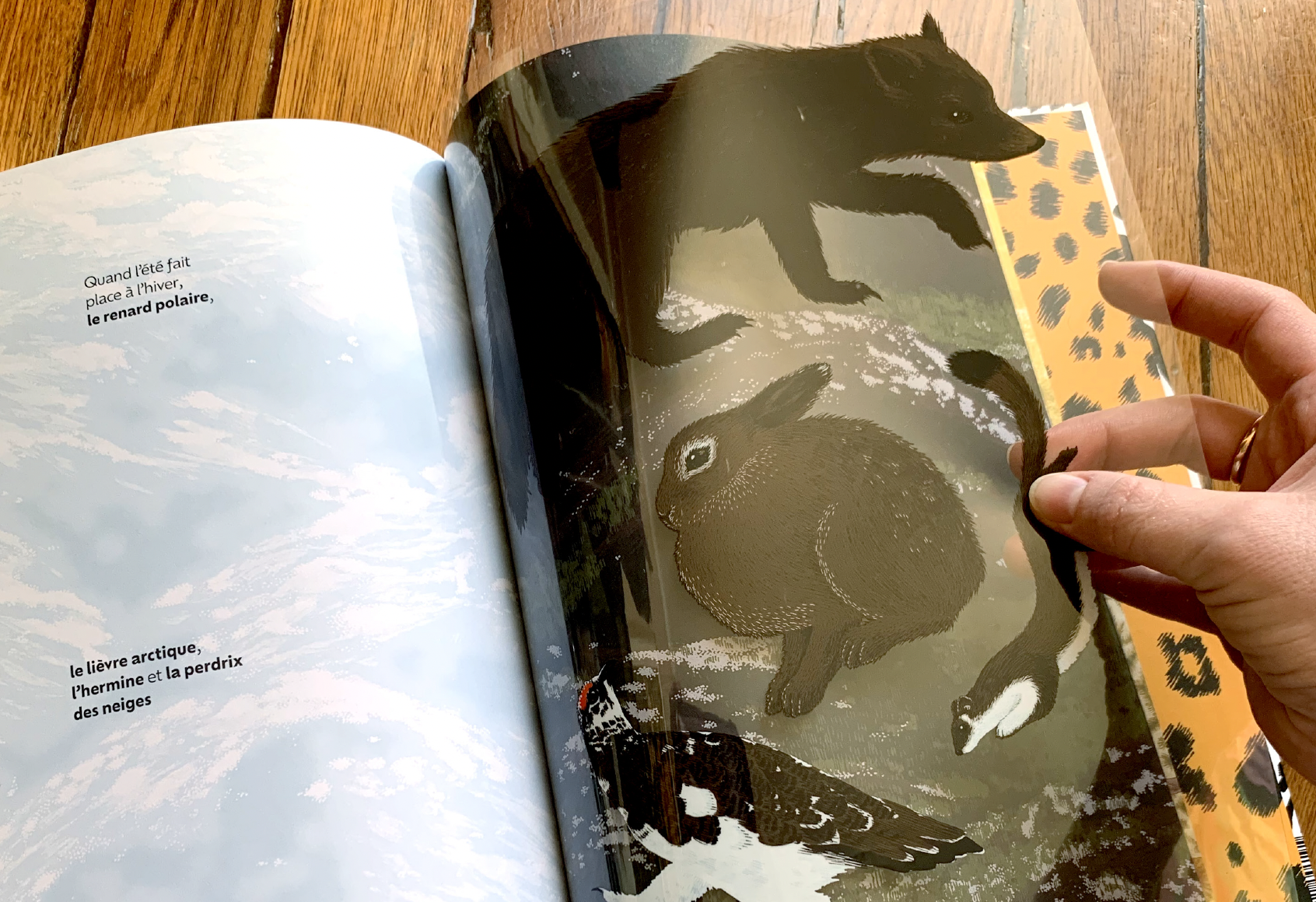 cachés album documentaire la martinière camouflage mimetisme animaux illustration lievre arctic belette renard