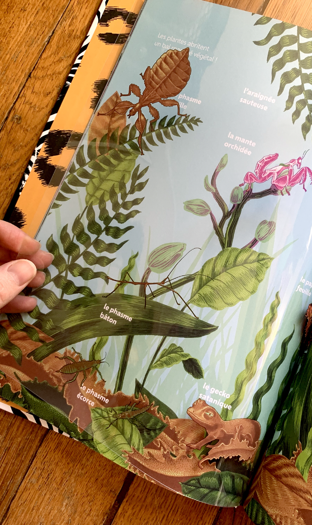 cachés album documentaire la martinière camouflage mimetisme animaux illustration insectes phasme baton papillons mante orchidée