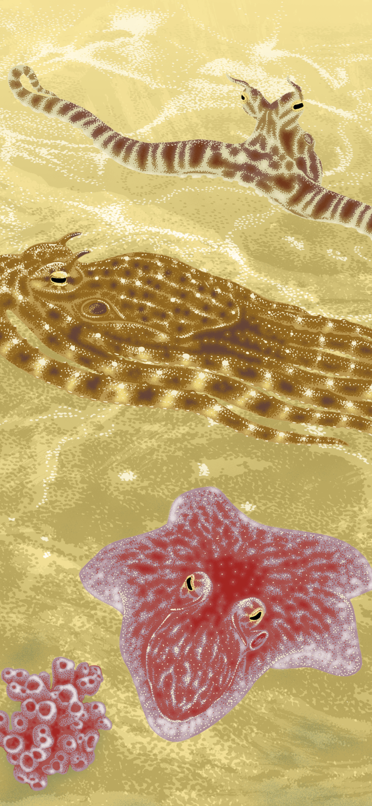 cachés album documentaire la martinière camouflage mimetisme animaux illustration pieuvre poulpe seiche