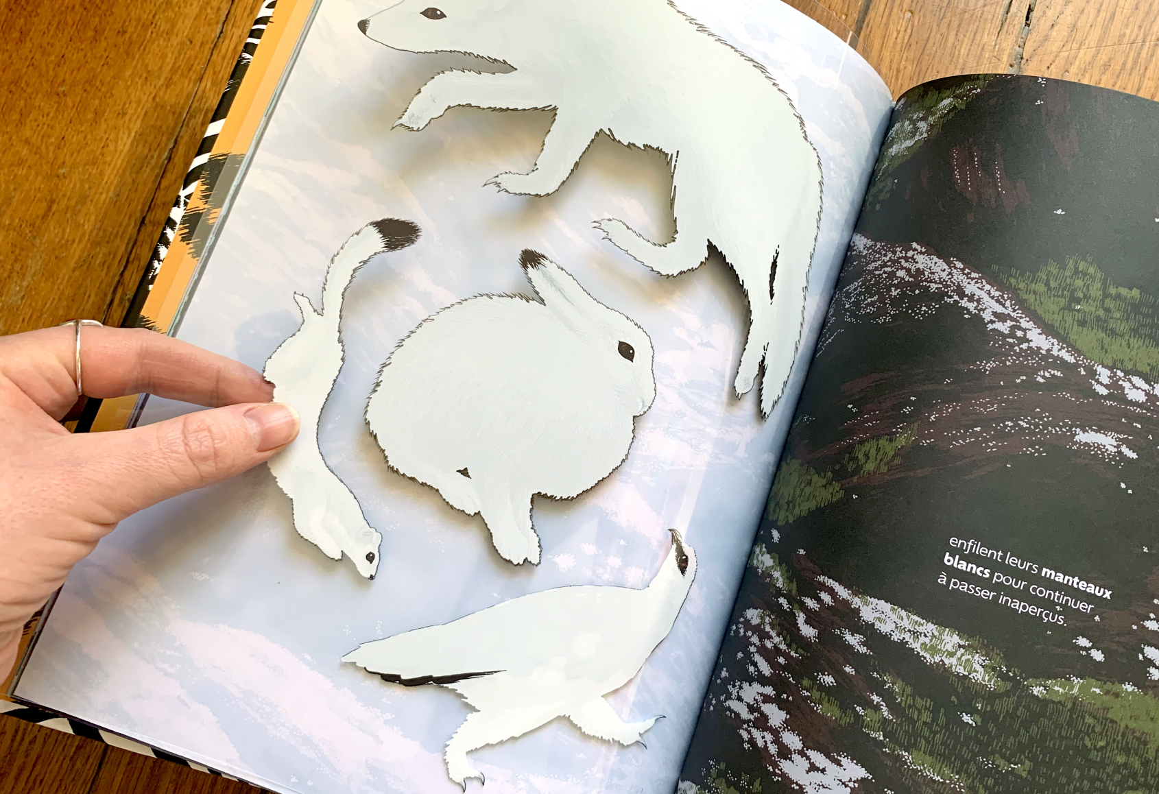 cachés album documentaire jeunesse amandine delaunay mimetisme camouflage