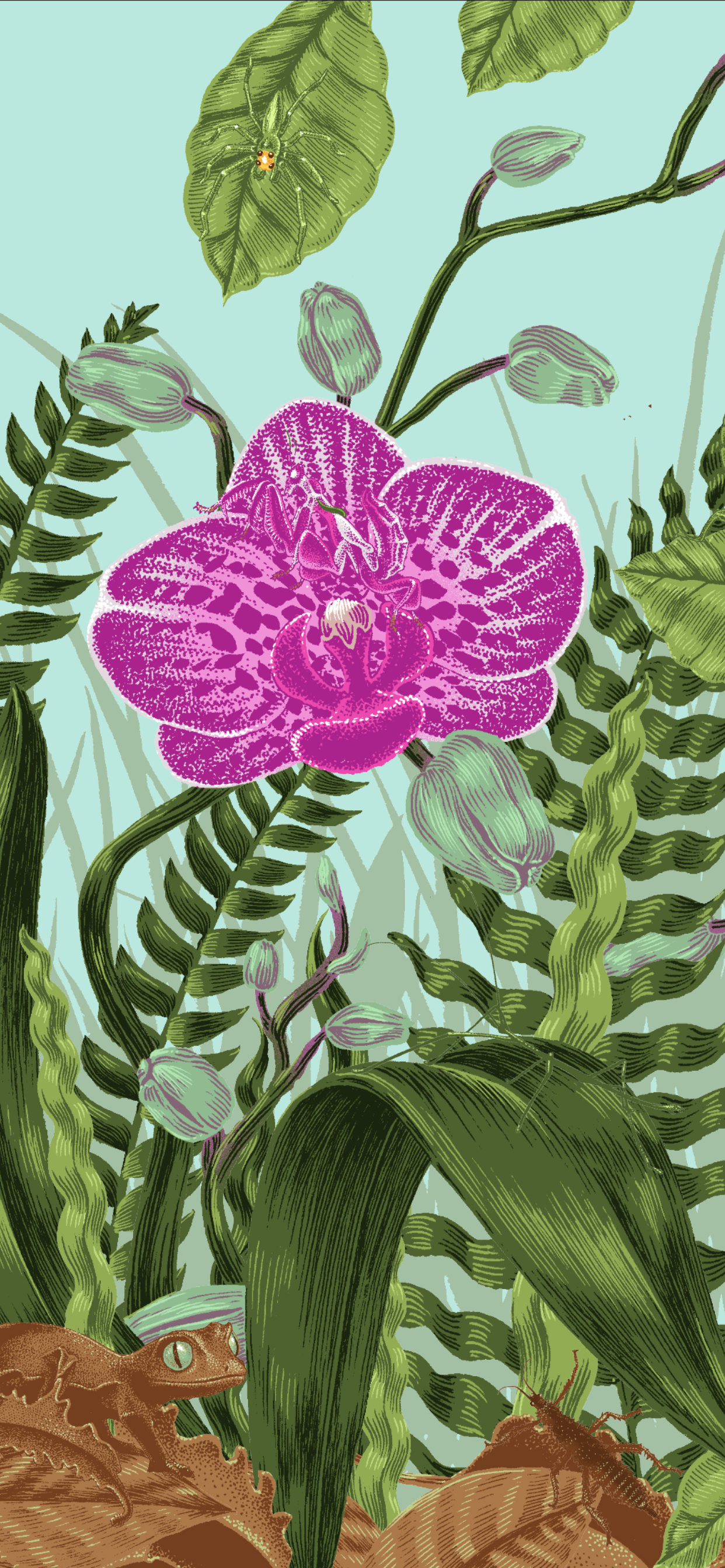 cachés album documentaire la martinière camouflage mimetisme animaux illustration mante orchidée