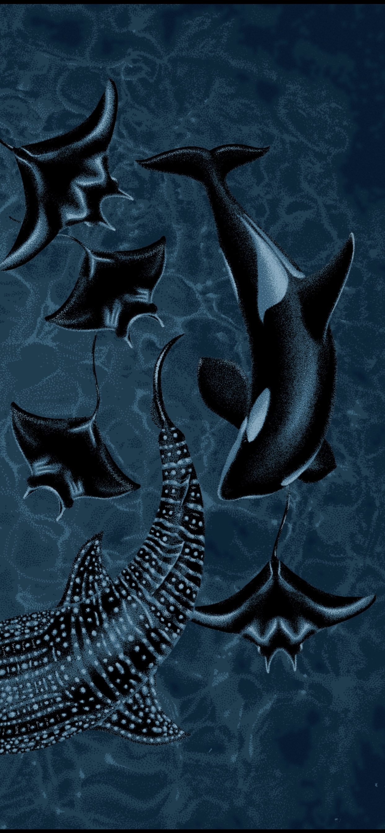 cachés album documentaire la martinière camouflage mimetisme animaux illustration orque raie manta requin baleine