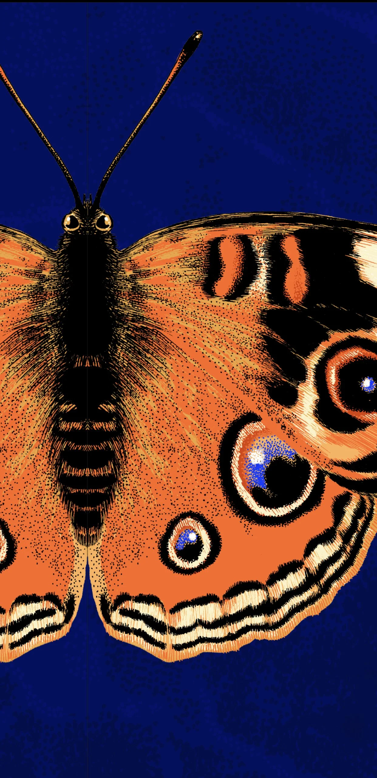 cachés album documentaire la martinière camouflage mimetisme animaux illustration papillon paon de nuit