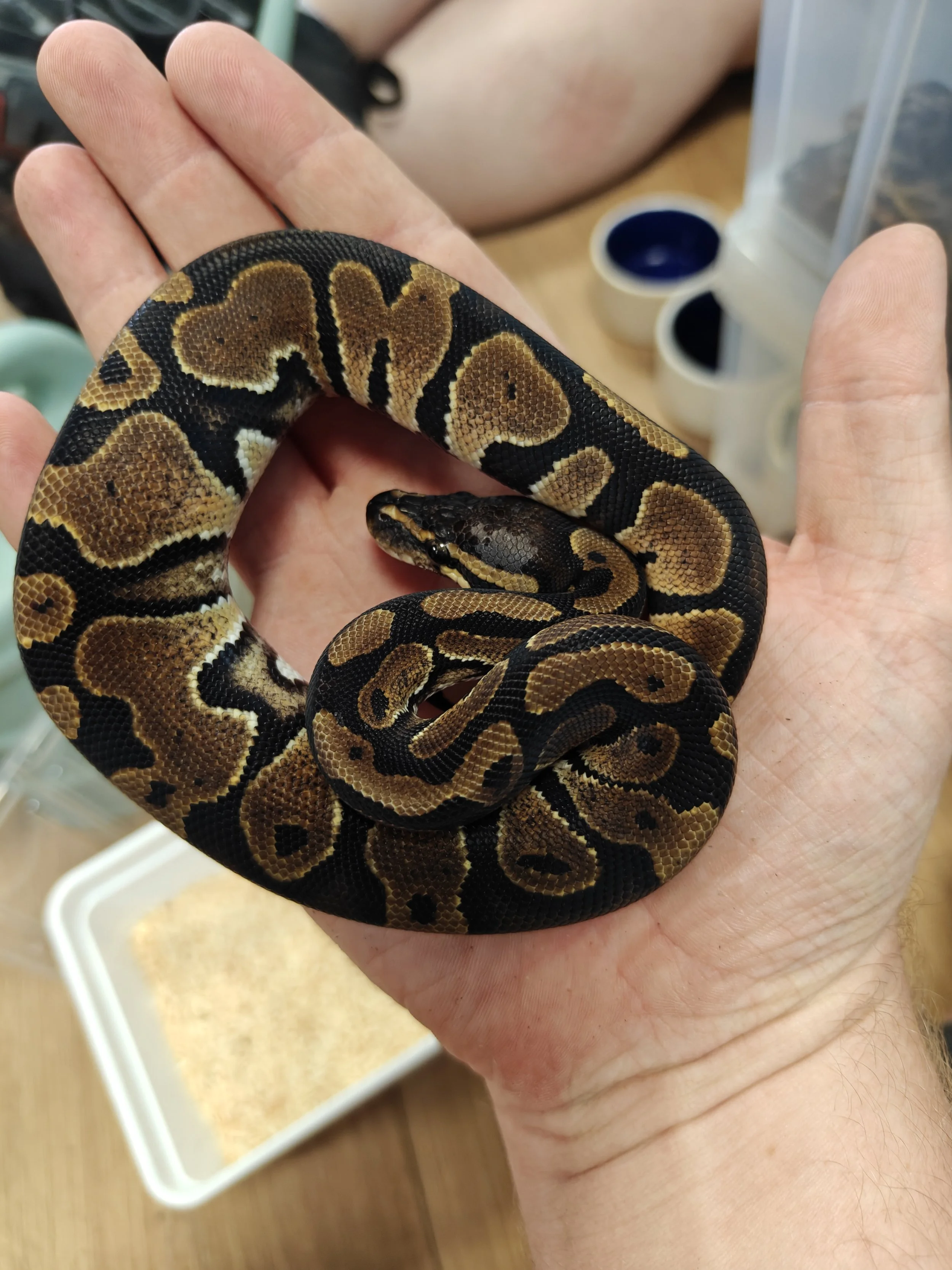 Royal python on hand