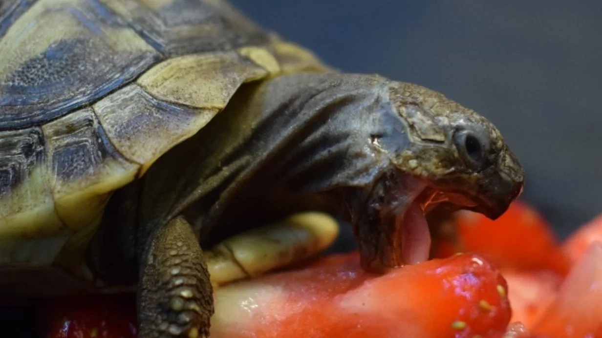 Tortoise-Hermanns-Testudo-Hermanni-Beak Trim-Coventry.jpg
