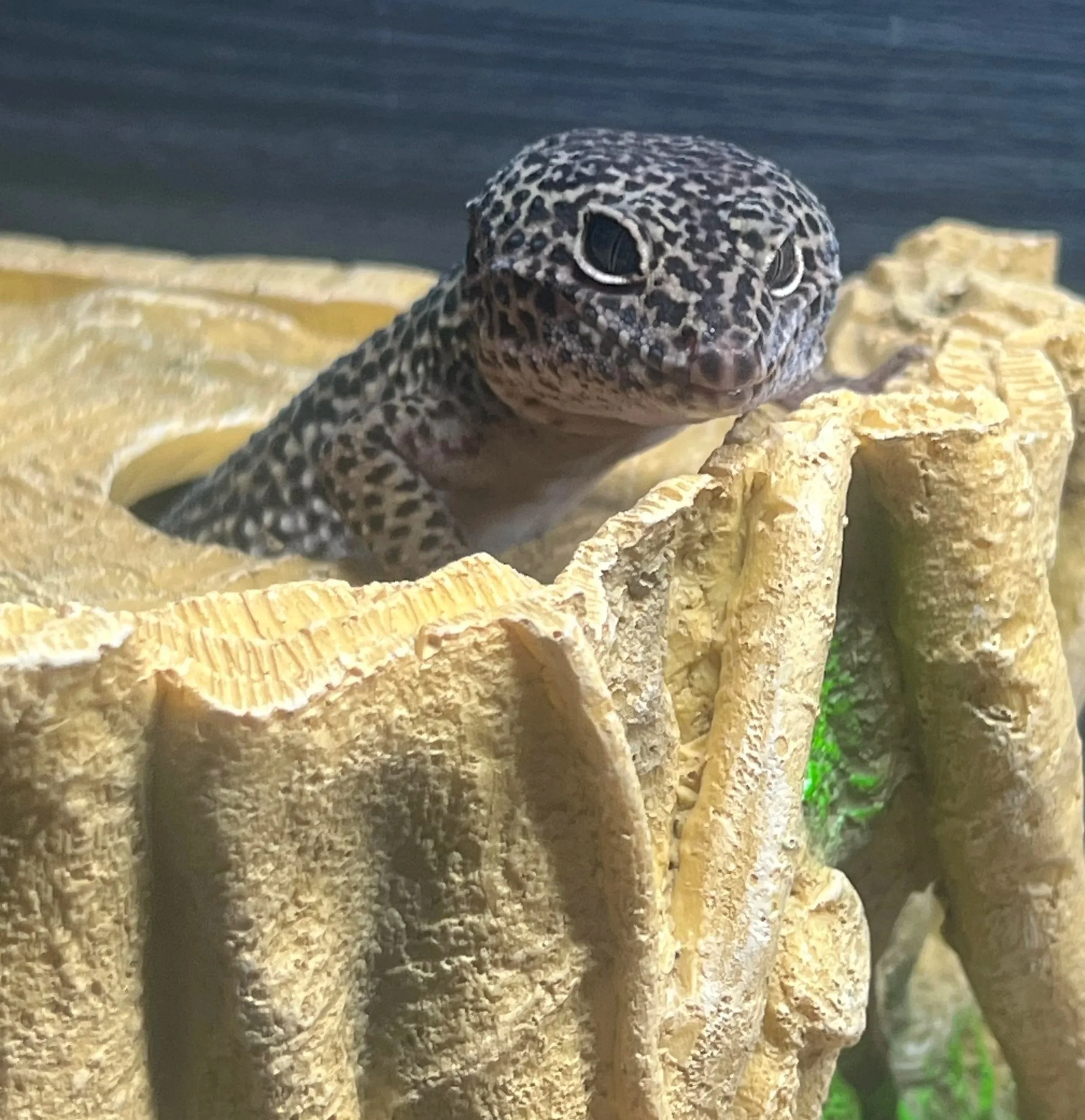 Leopard-Gecko-Eublepharis-Macularius-Lizard-Reptile-Coventry