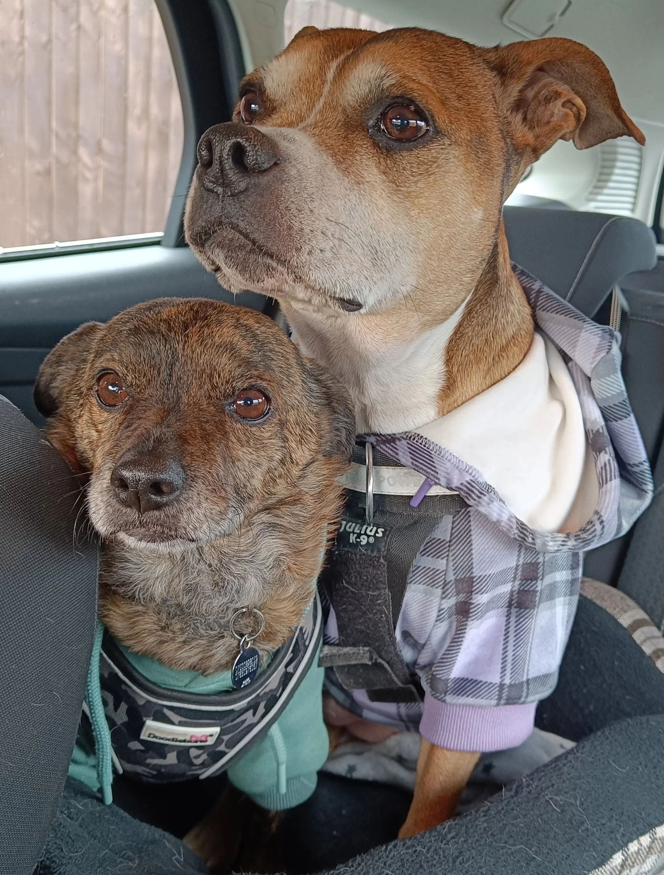 Two dogs sitting in the back seat of a vehicle, one larger brown dog with a white chest and the other smaller dark brown dog, both looking out the window.