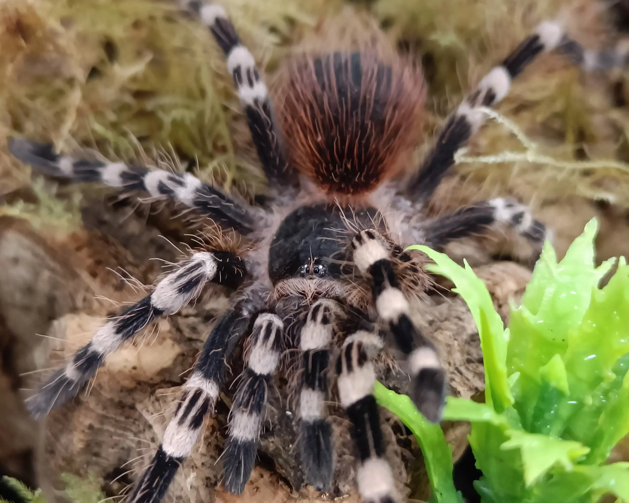 Giant-Whiteknee-Tarantula-Acanthoscurria-geniculata