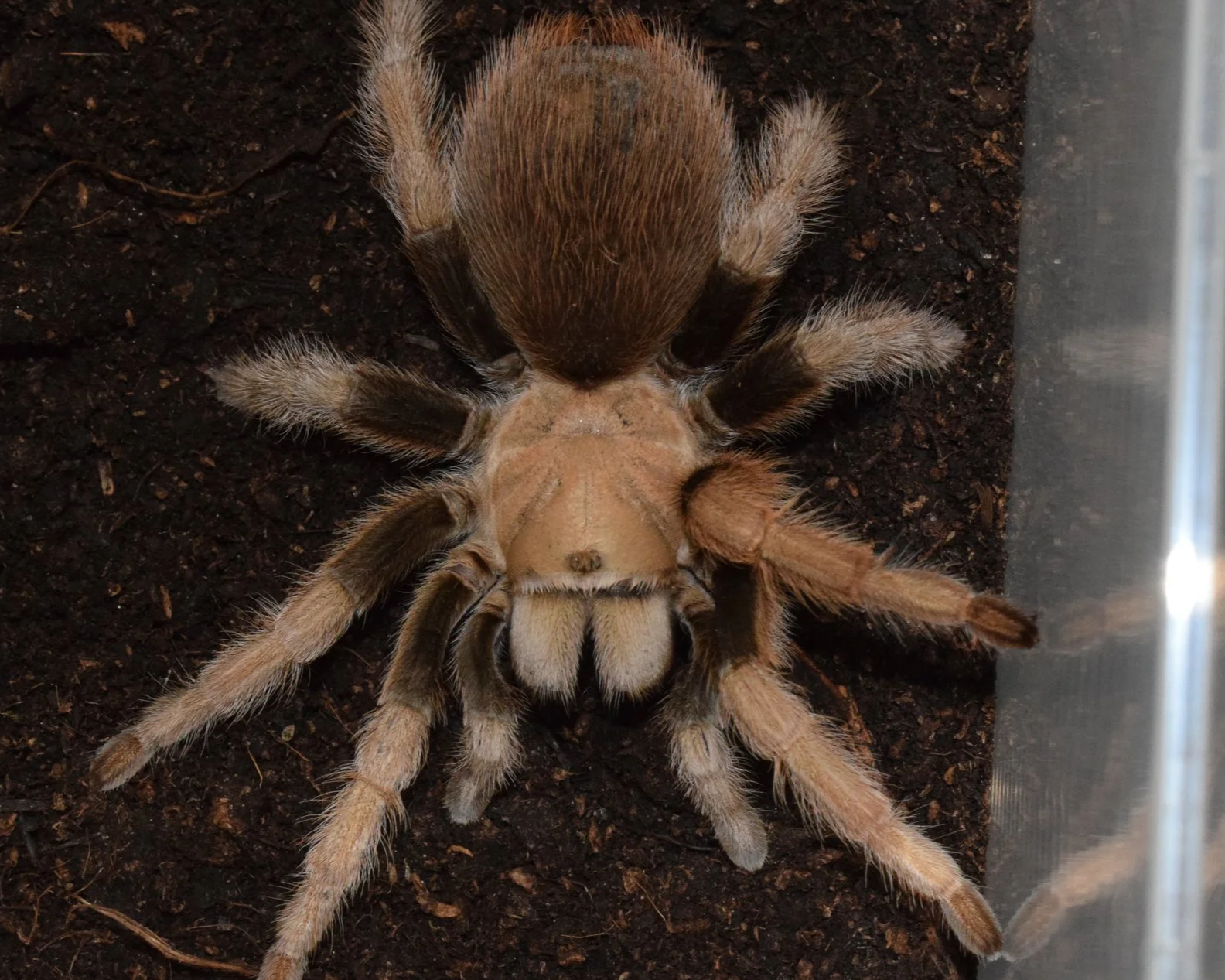 Desert-Blonde-Aphonopelma-chalcodes-Tarantula
