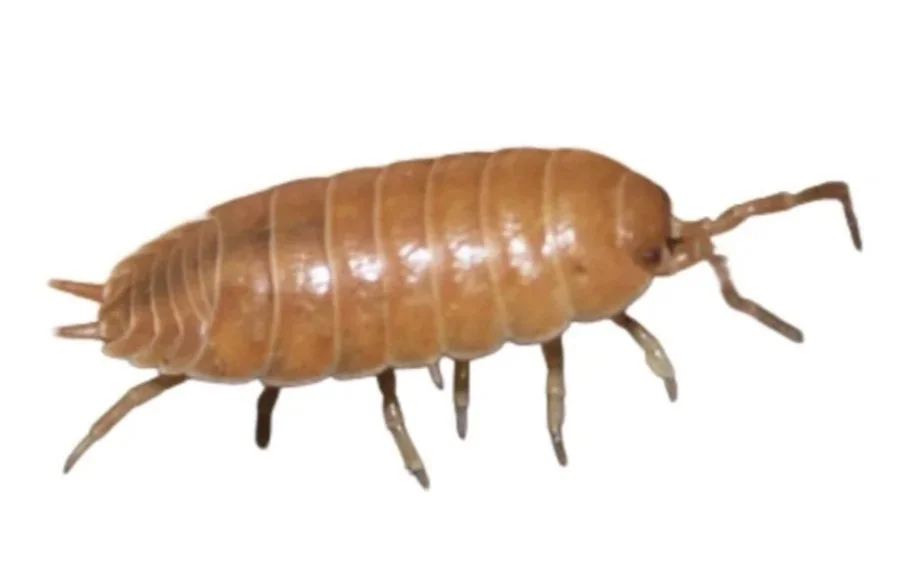 Close up of an Isopod livefood on a white background.