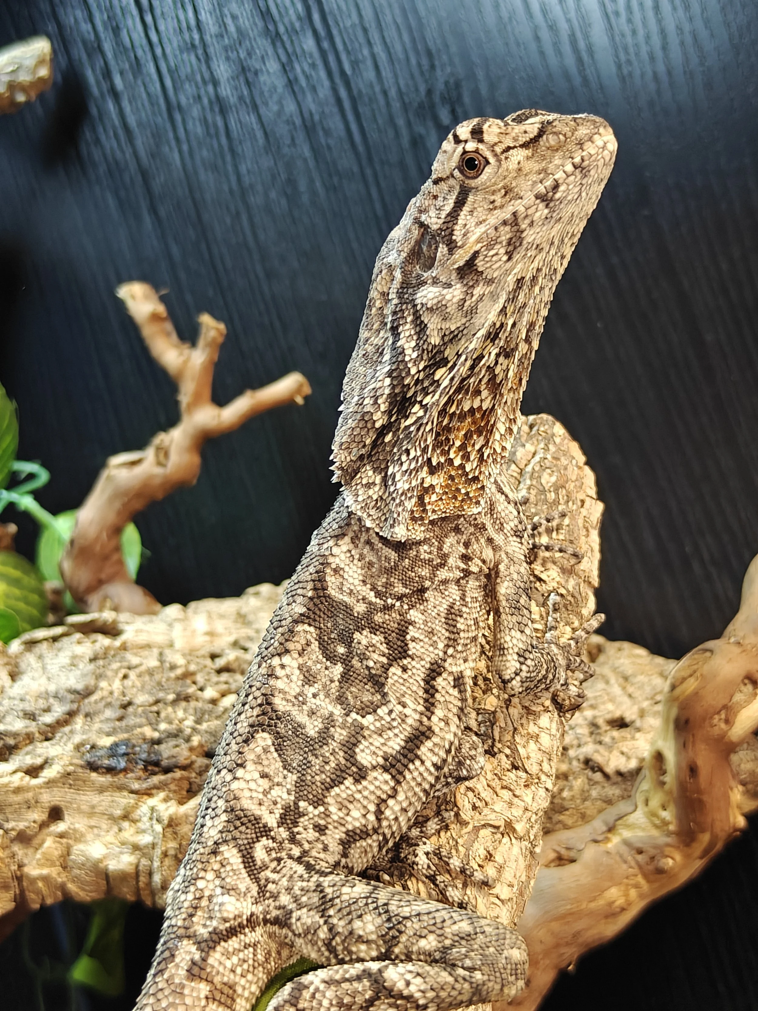 Frilled-Dragon-Chlamydosaurus-Kingii-Lizard