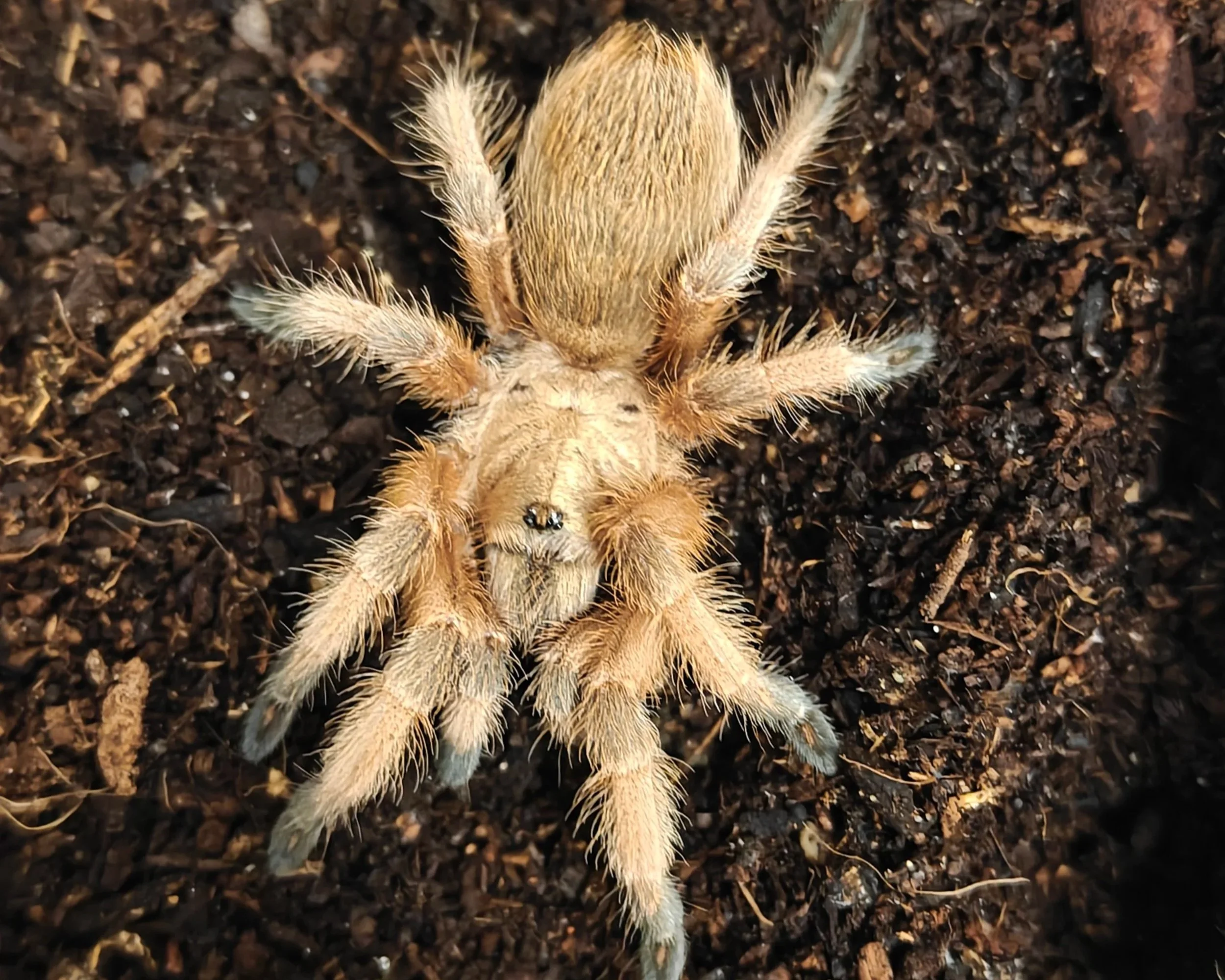 Rio-Grande-Aphonopelma-moderatum-Tarantula-Invertebrate