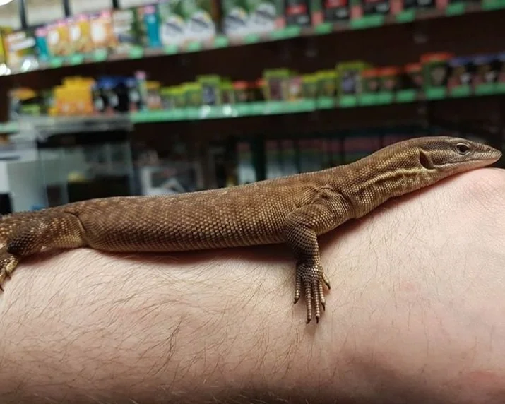 Spiny tail monitor laying on Arm