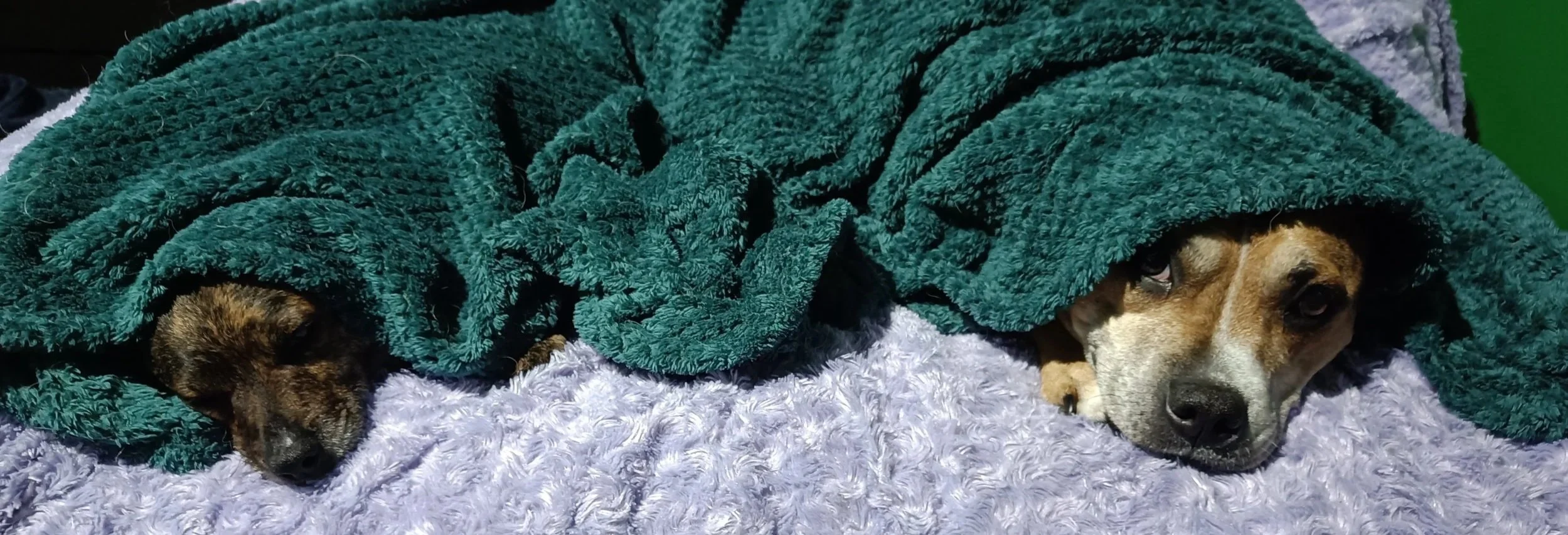 Two dogs sleeping on a soft purple blanket, covered with a green blanket.
