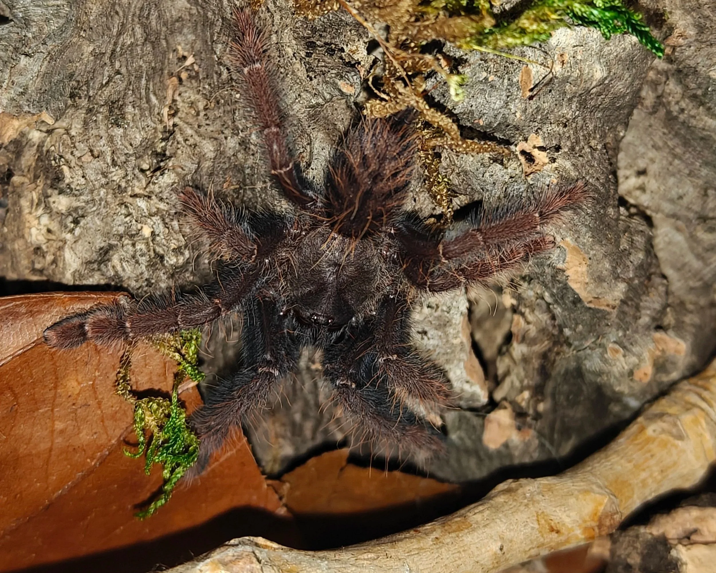 Sabah-Red-Earth-tiger-Phormingochilus-Tarantula-Invertebrate