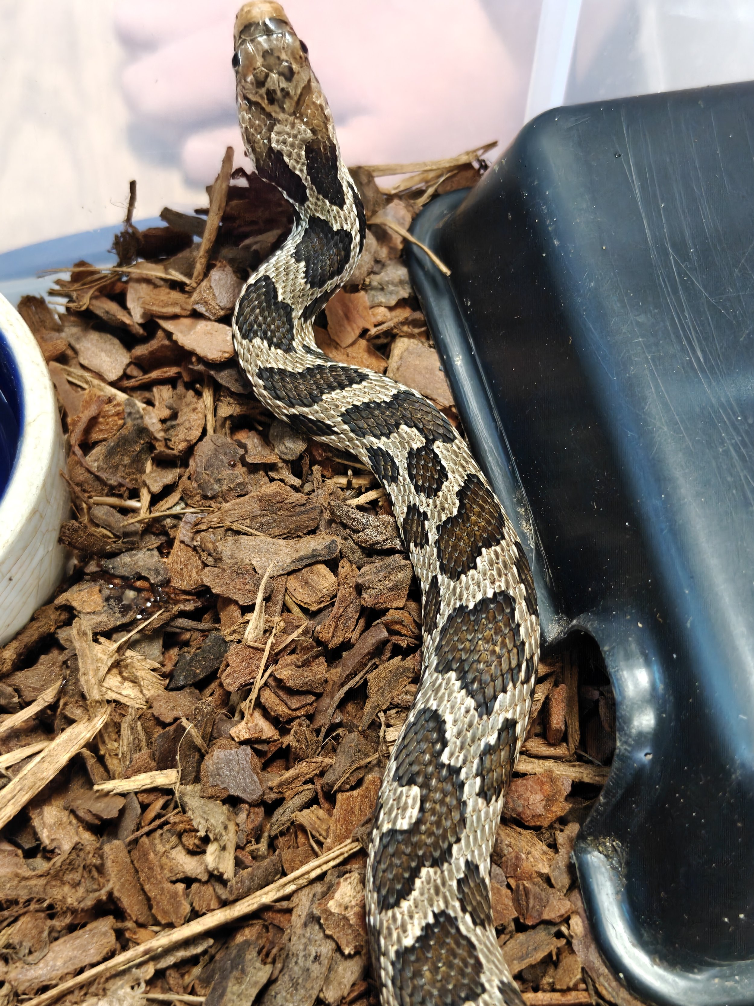 Eastern Fox Snake on Substrate