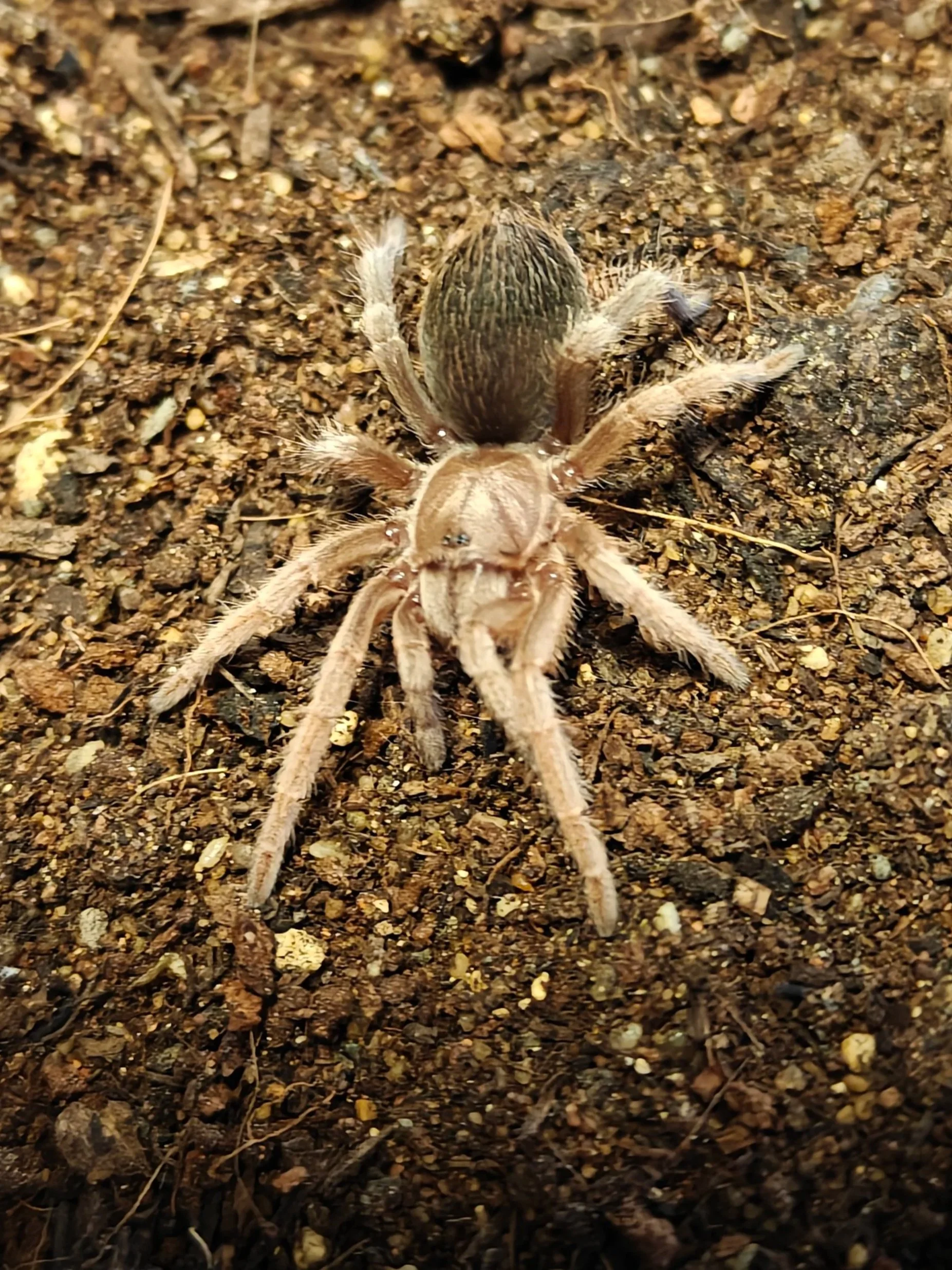 Verucruz-diamond-back-Phonopelma-Tarantula-Invertebrate