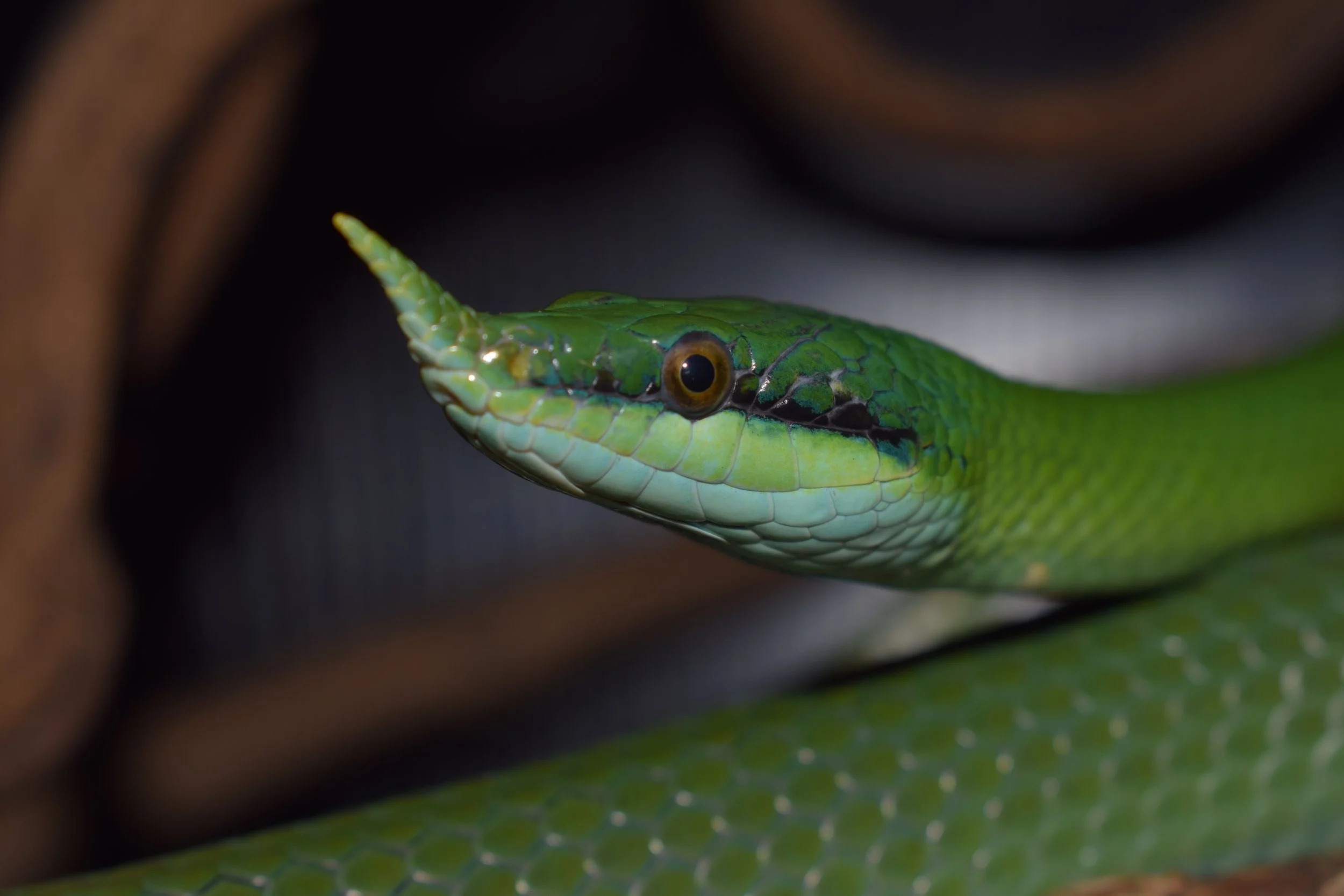 Snake-Lizard-Amphibian-Tortoise-Reptile-Gecko-Frog