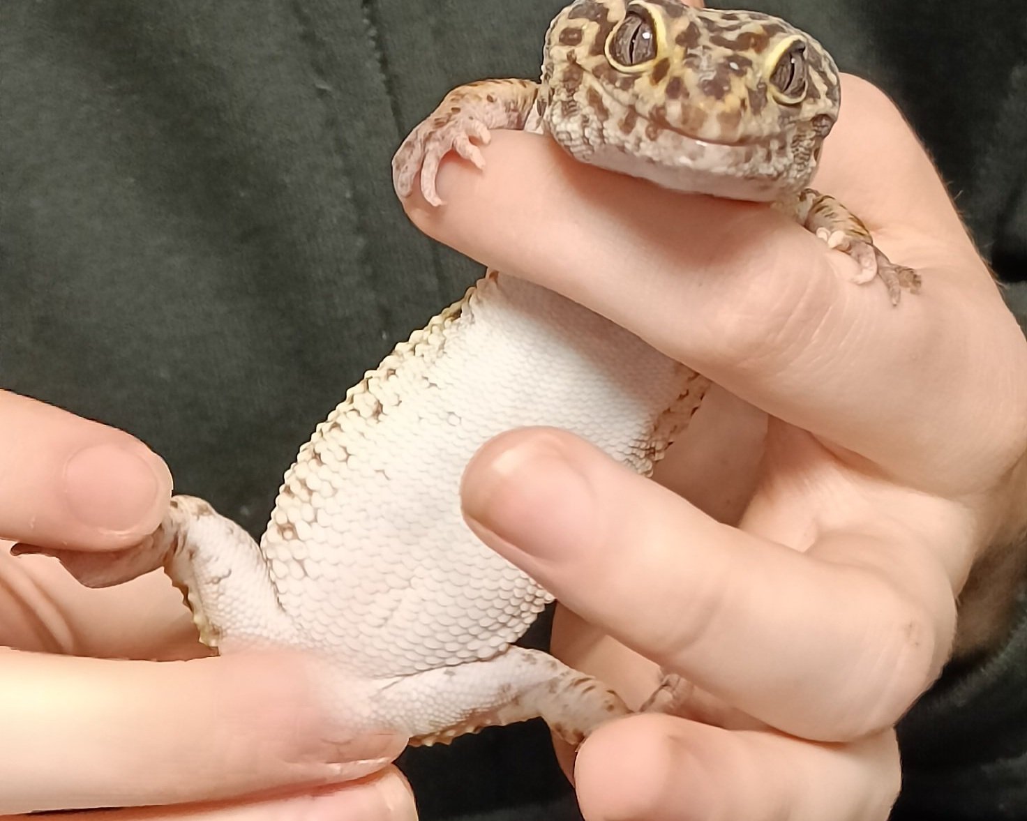 Leopard-Gecko-Health-Check-Lizard.jpg