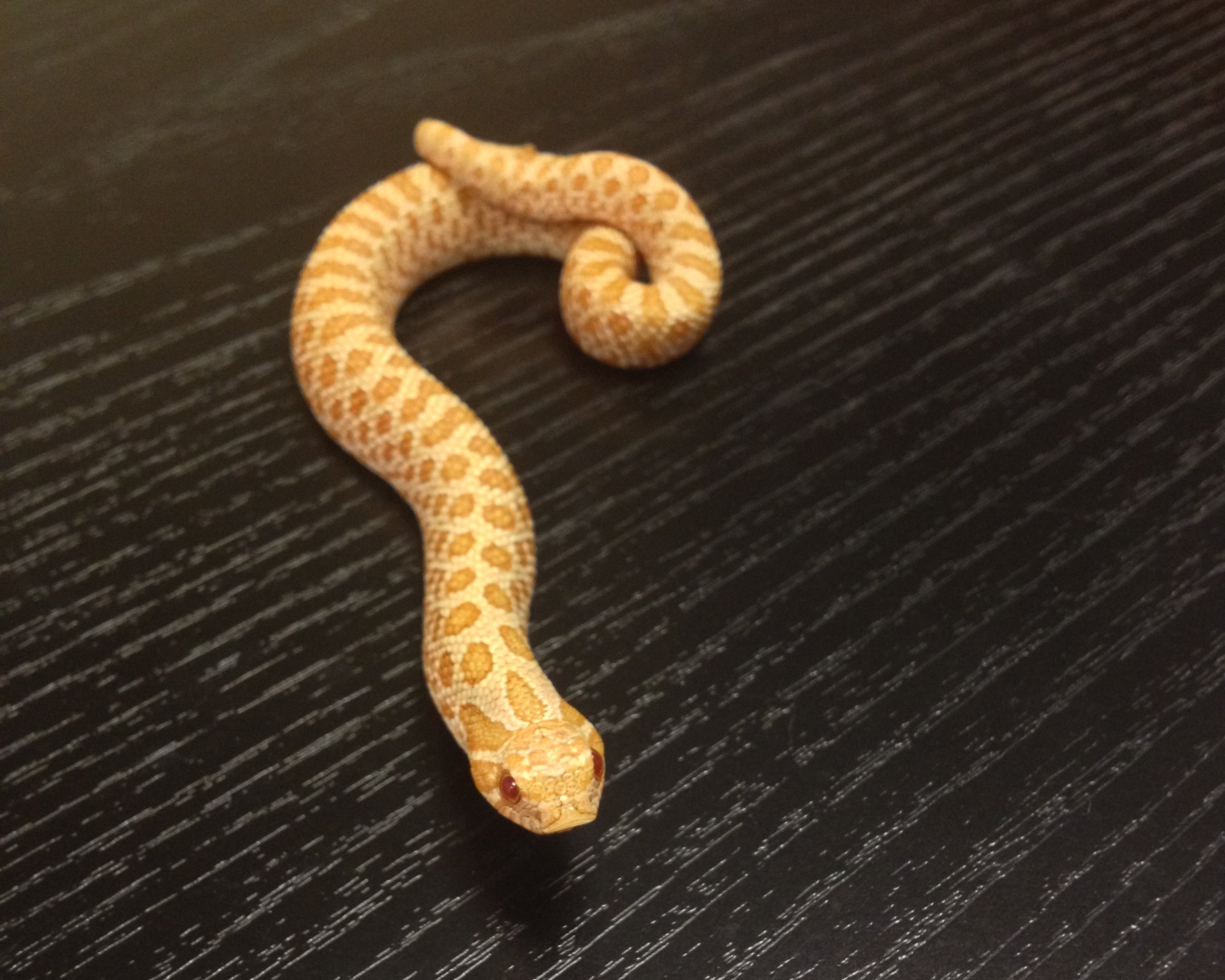 Albino+Hognose+%281%29.jpg