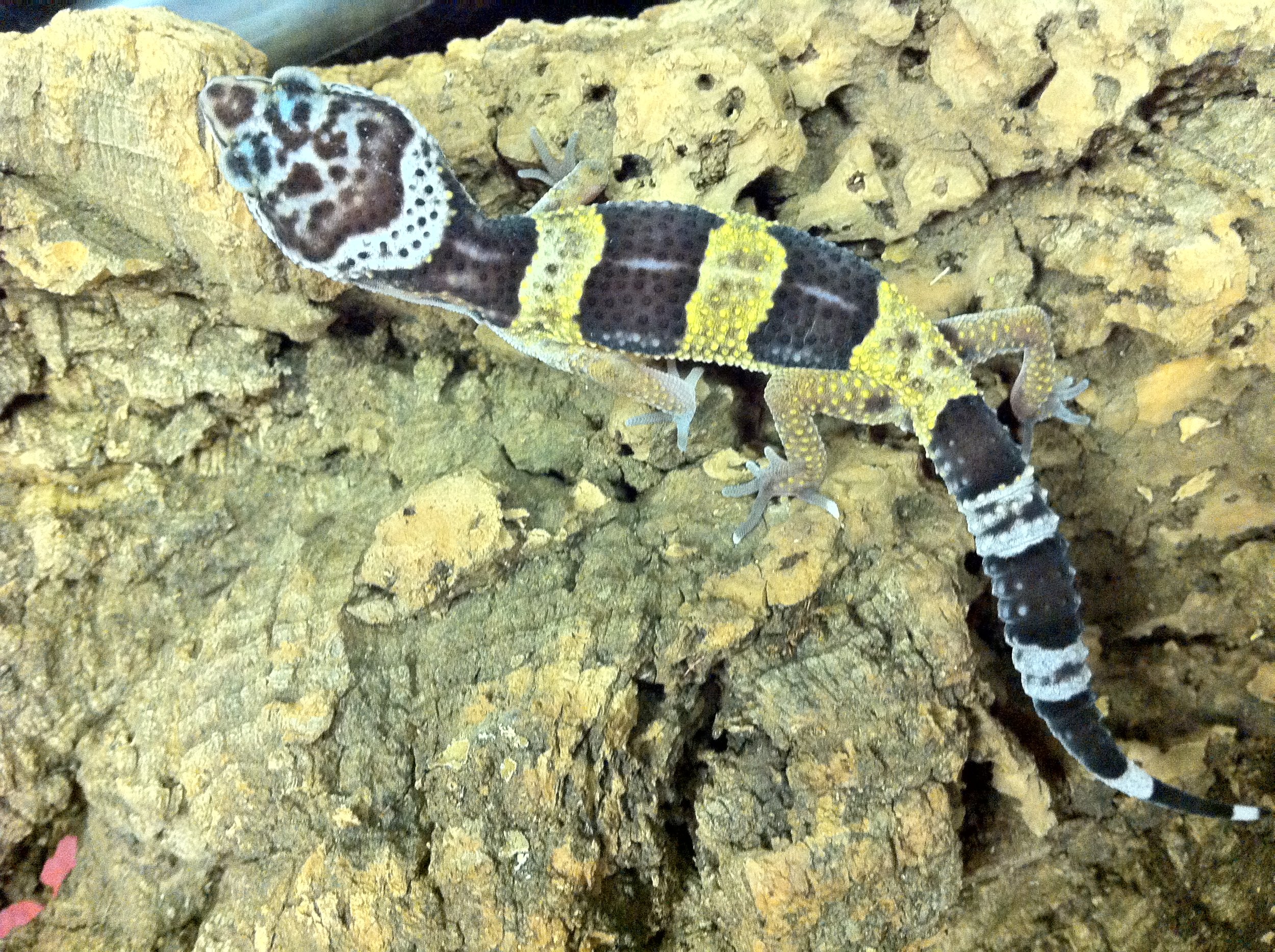 Leopard Gecko Baby 1 2013 (3).JPG