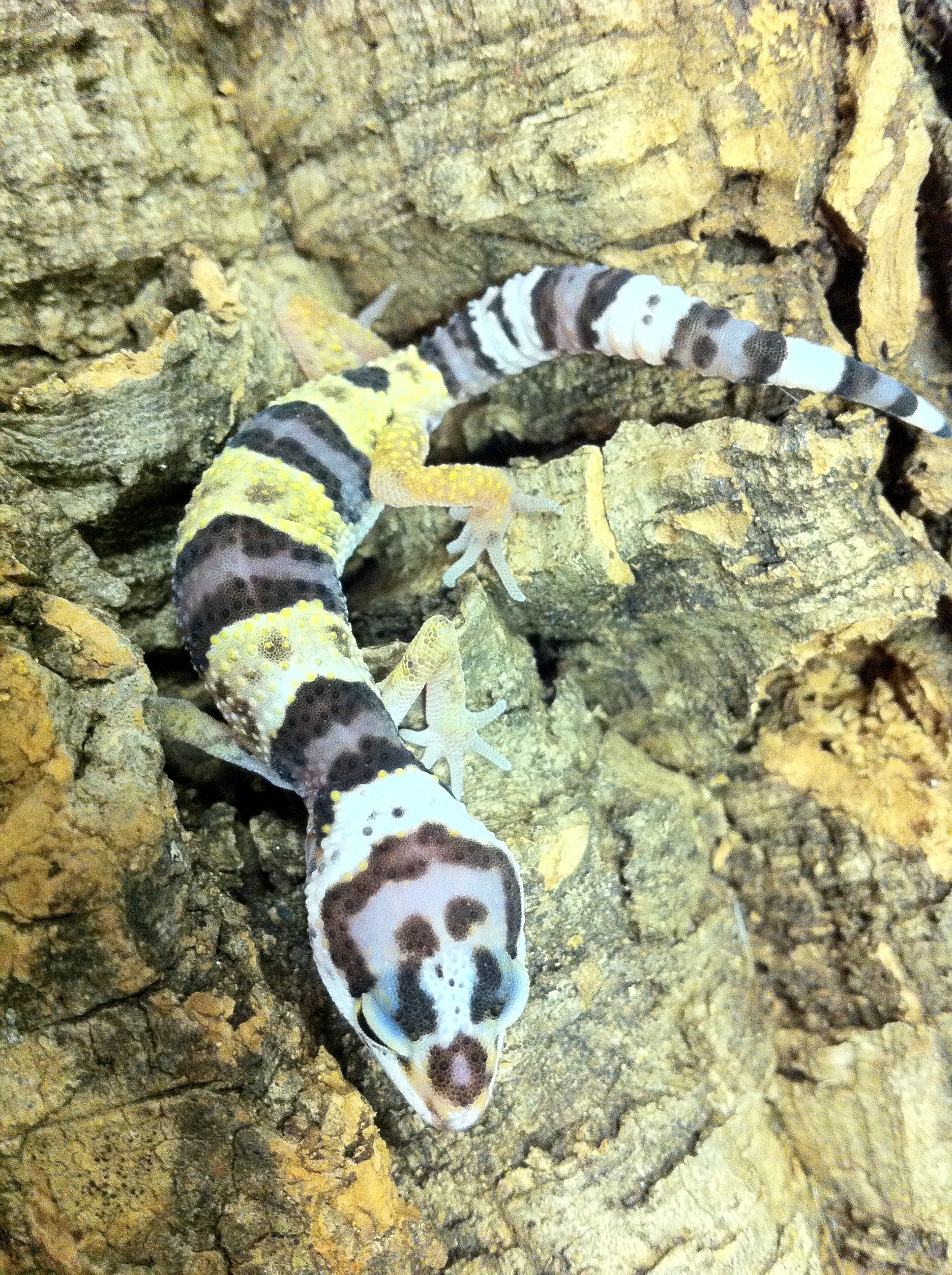 Leopard Gecko Baby 2 2013 (4).JPG