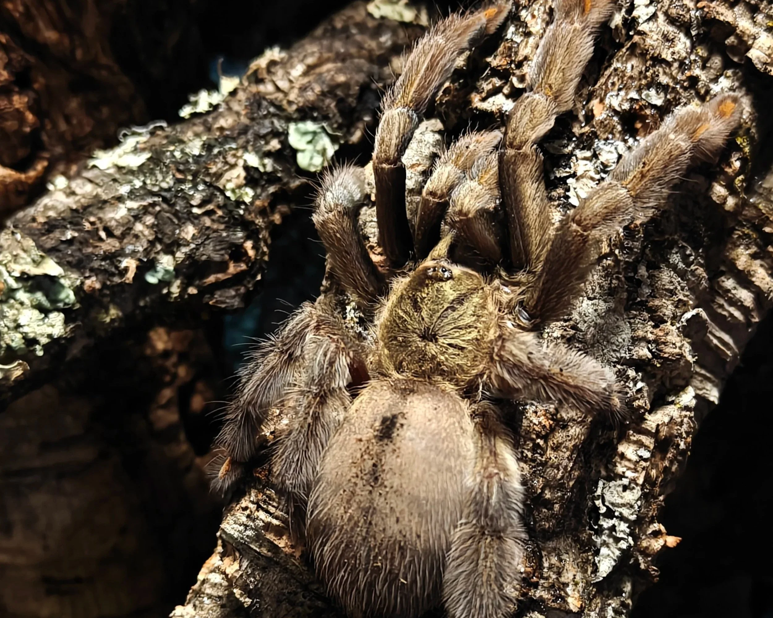 Trinidad-Chevron-Psalmopoeus-cambridgei-Tarantula-Invertebrate