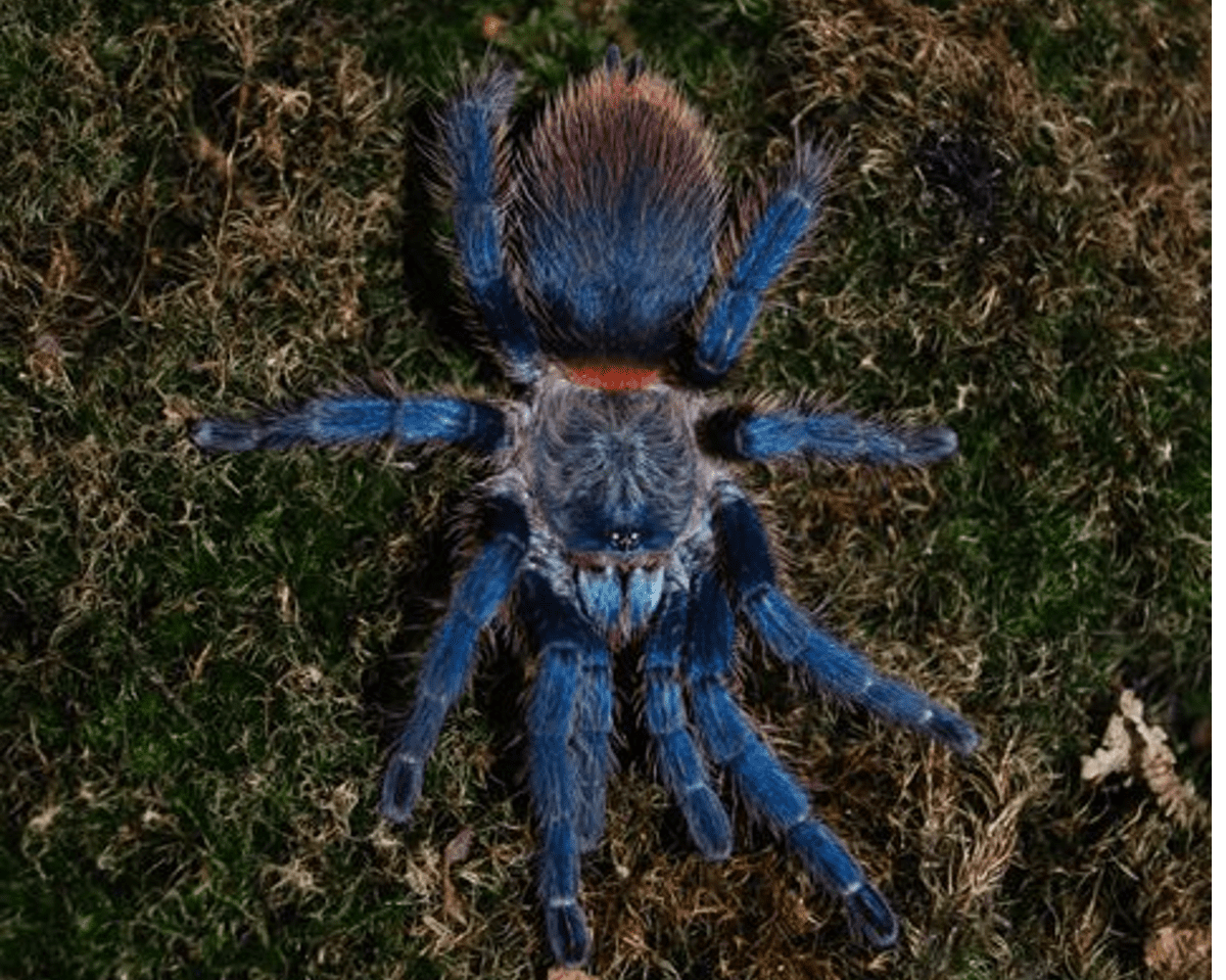 Brazilian Blue Dwarf