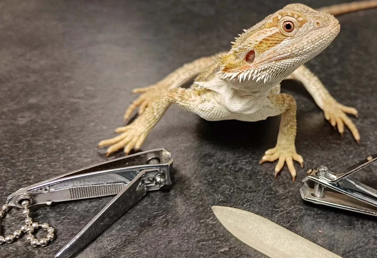 Nail-Cutting-Trim-Lizard-Tortoise-Reptile
