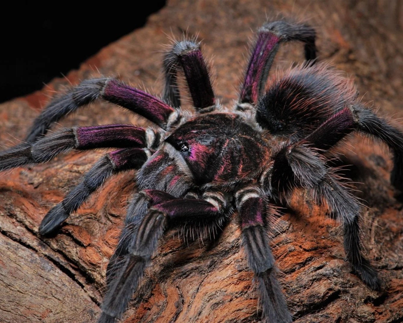 Bayahibe-Red-Birdeater-Phormictopus-Bayahibe-Tarantula-Invert