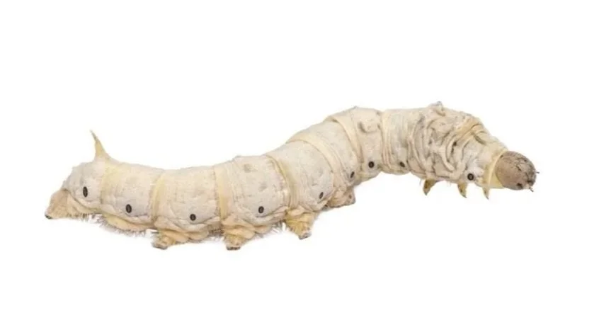 A white silkworm livefood seen against a white background.