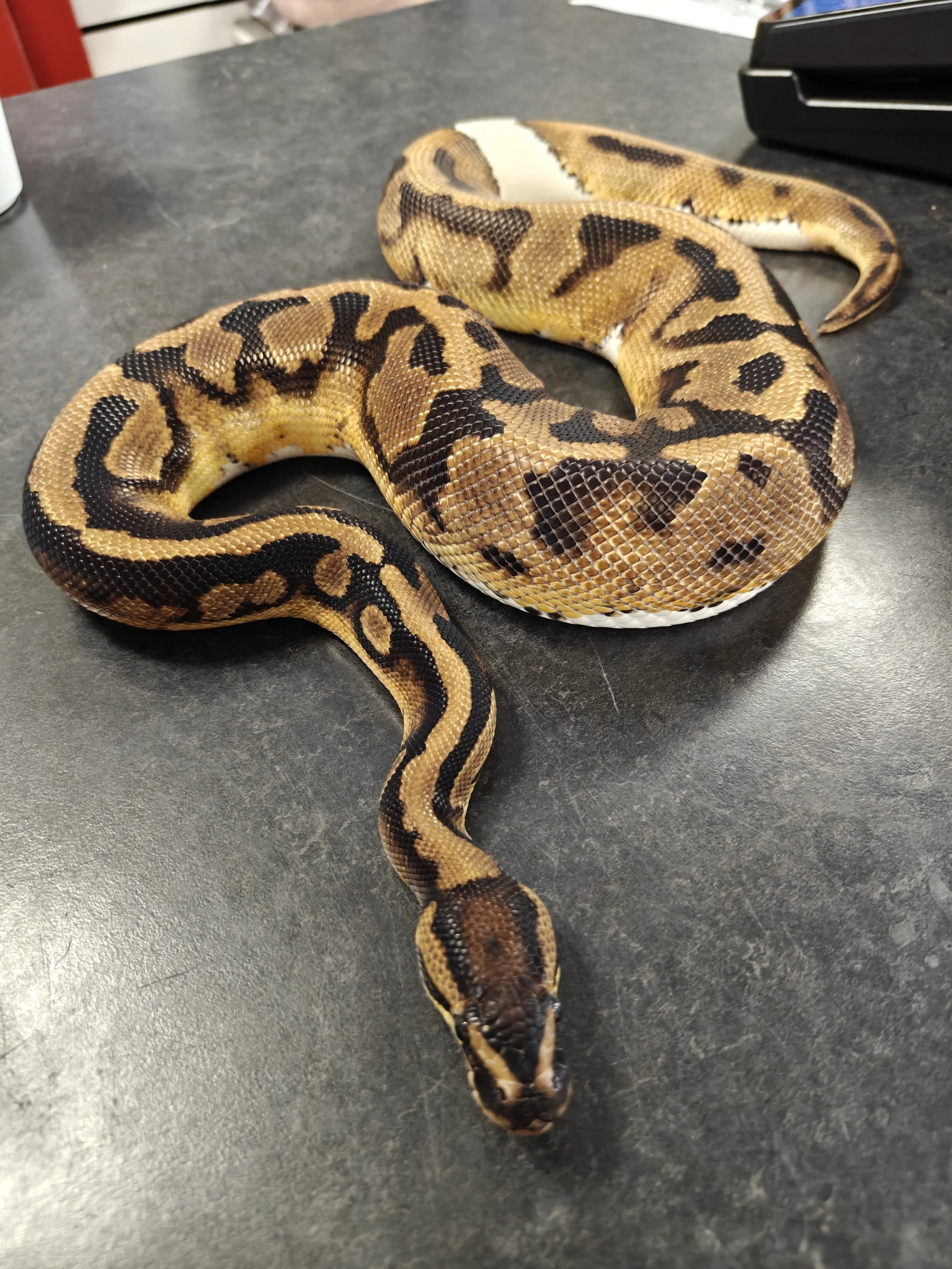 Royal Python on black background