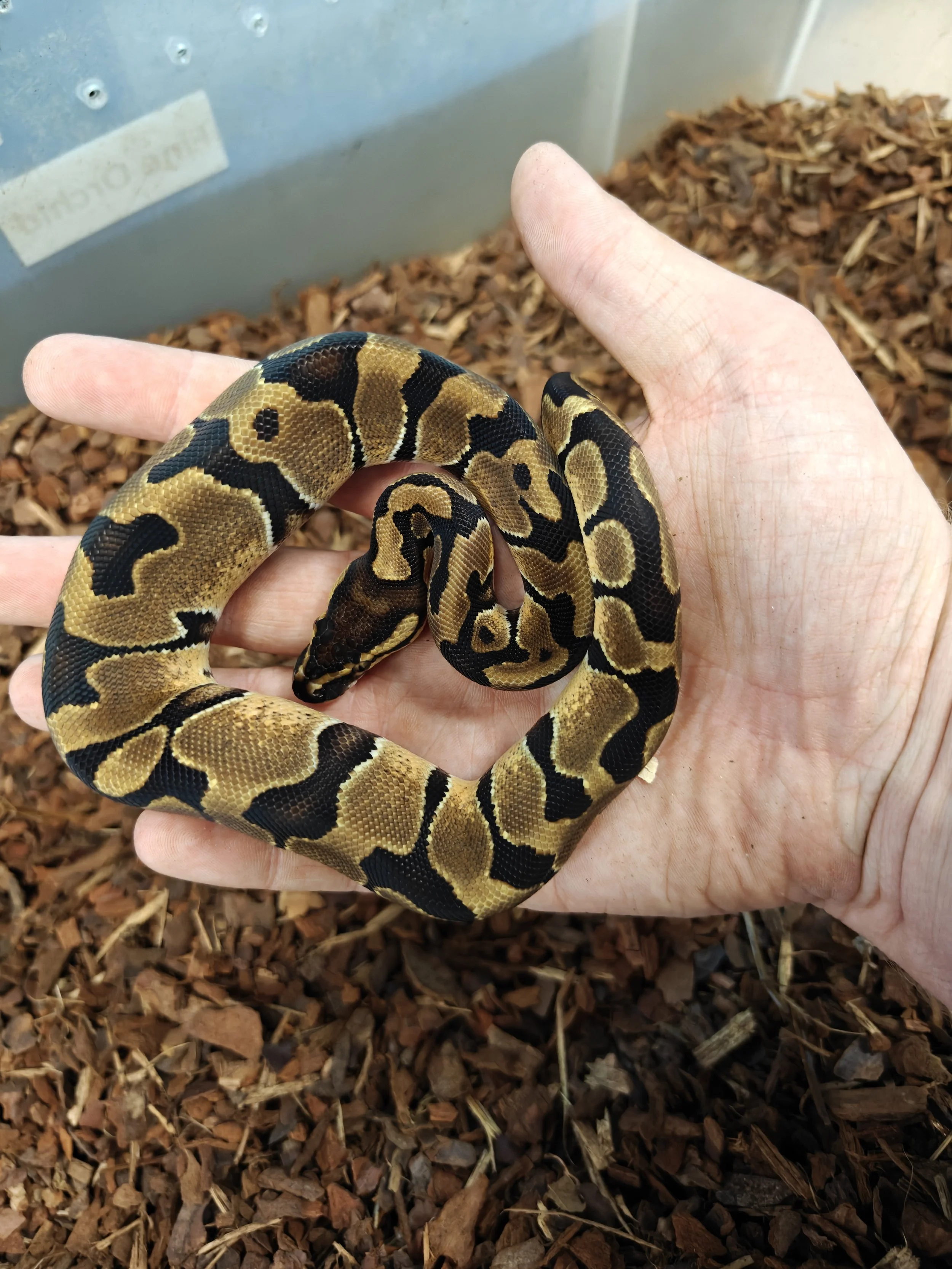 Enchi Royal Python on Hand