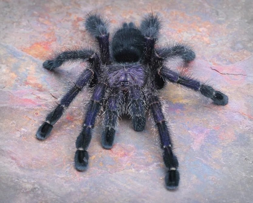 A large, black tarantula with hairy legs on a rocky surface.