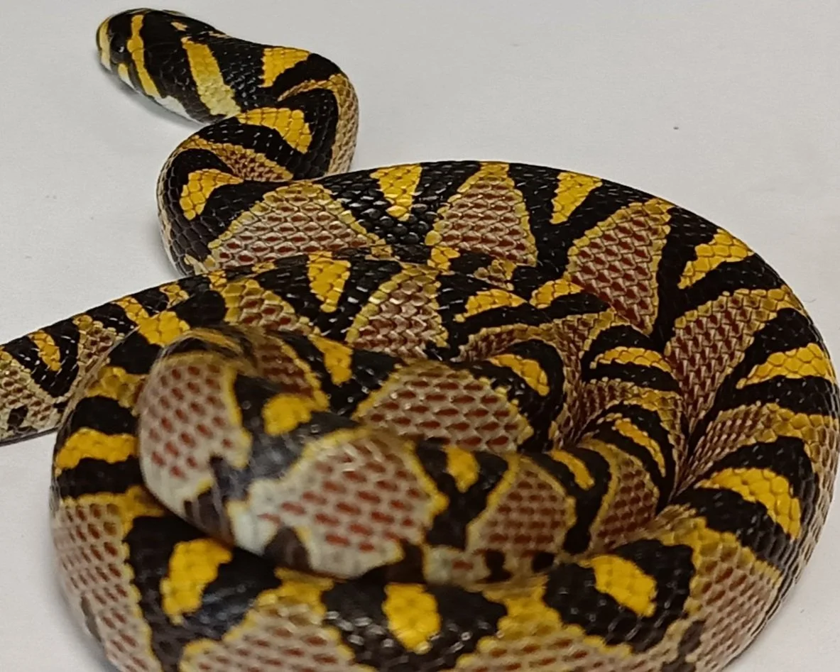 Mandarin Ratsnake - Euprepiophis mandarinus