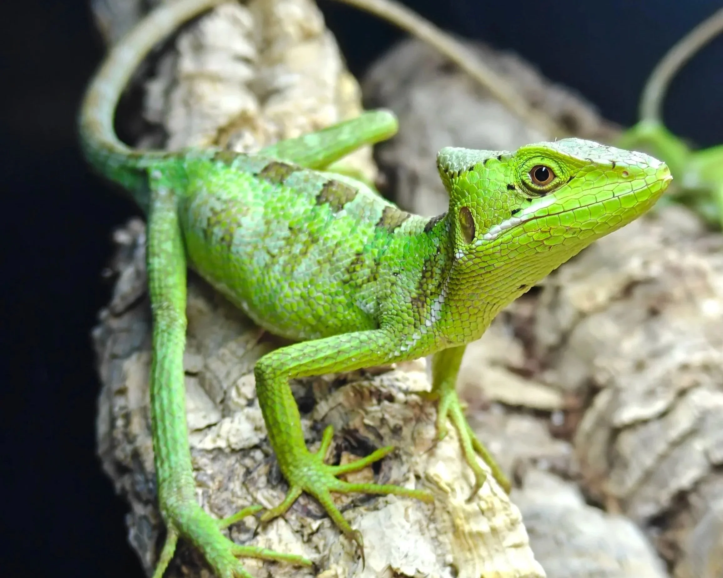 Eastern-Casque-Head-Iguana-Lizard